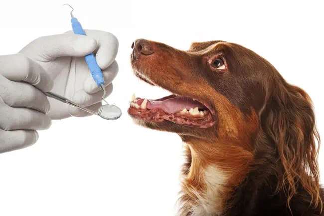 Stomatologia psów i kotów