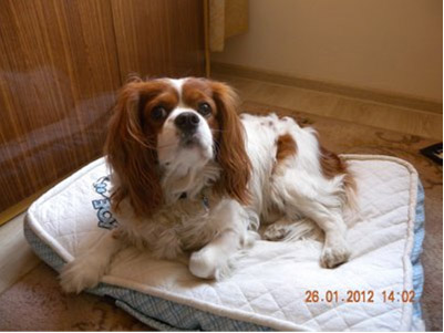 BENIO – pies, samiec rasy CKCS, maści blenheim w wieku 4,5 roku